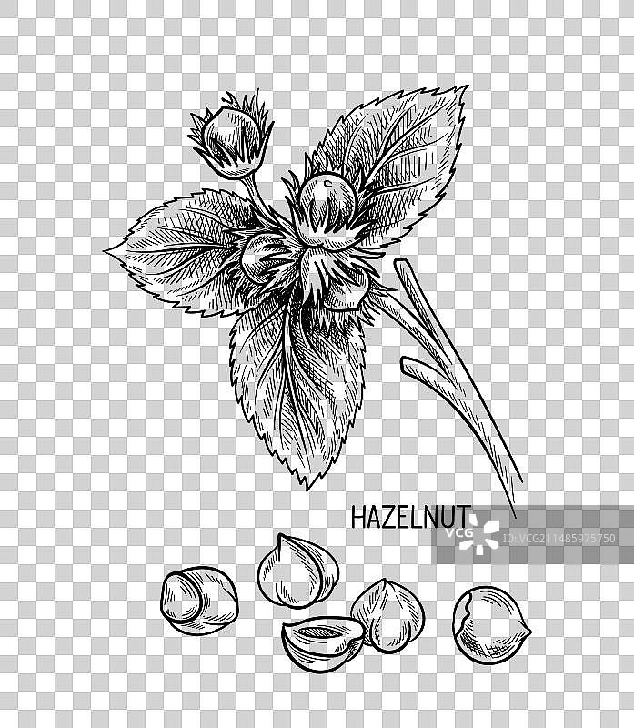 坚果种子线性概念图片素材