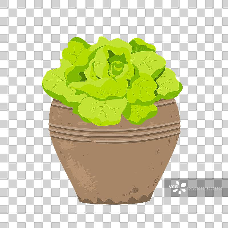 时尚的旧陶土花盆中种植的生菜图片素材