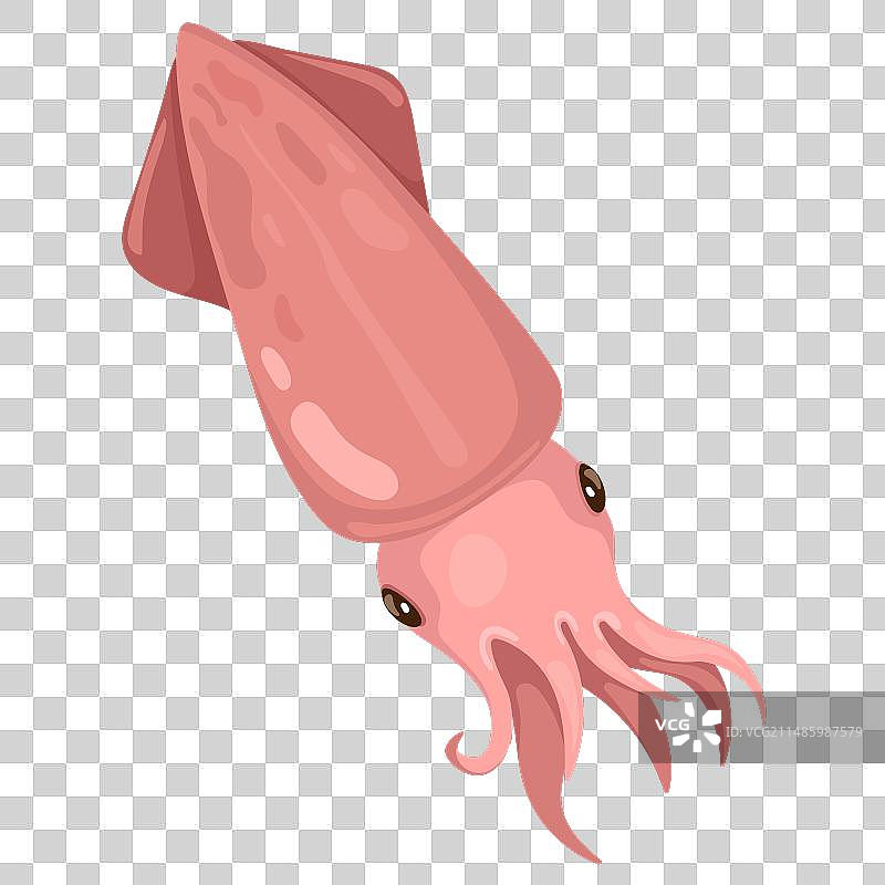 新鲜海鱼鱿鱼海鲜图片素材