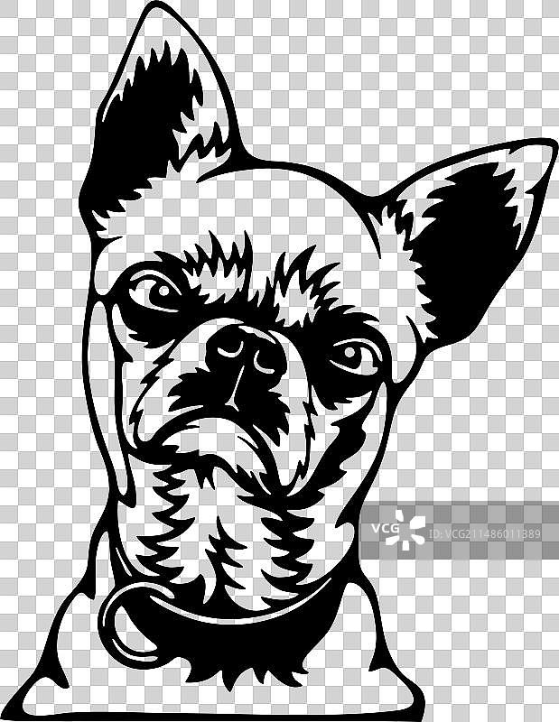 探头吉娃娃图片素材