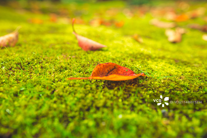 秋天的日本京都天龙寺曹源池庭园和园林景色图片素材