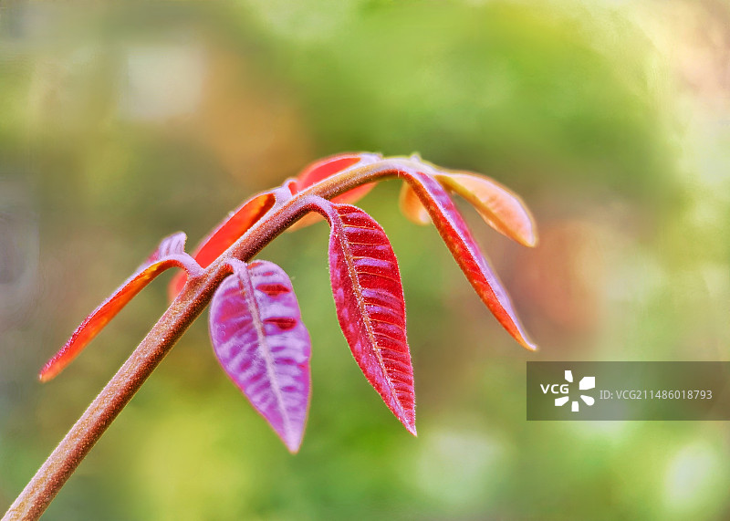 龙眼树发新芽图片素材