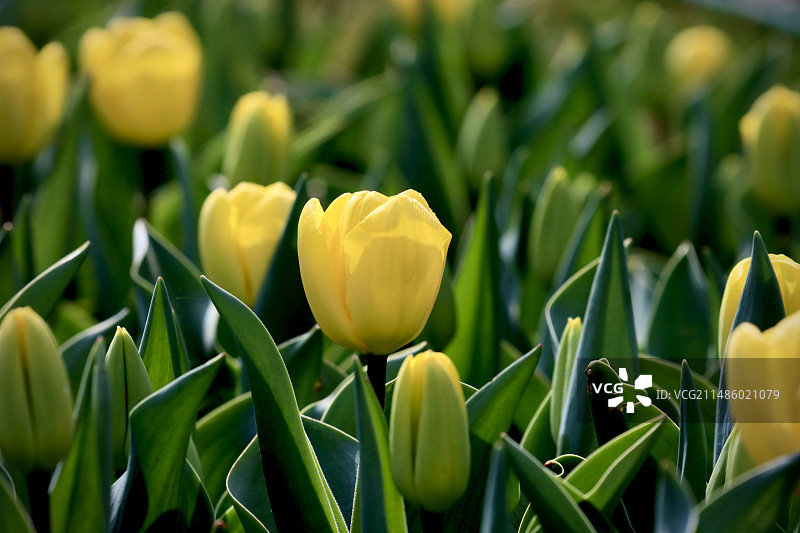 春回凤凰沟图片素材