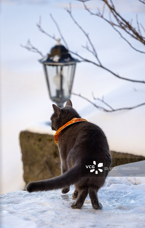 雪地中的猫图片素材
