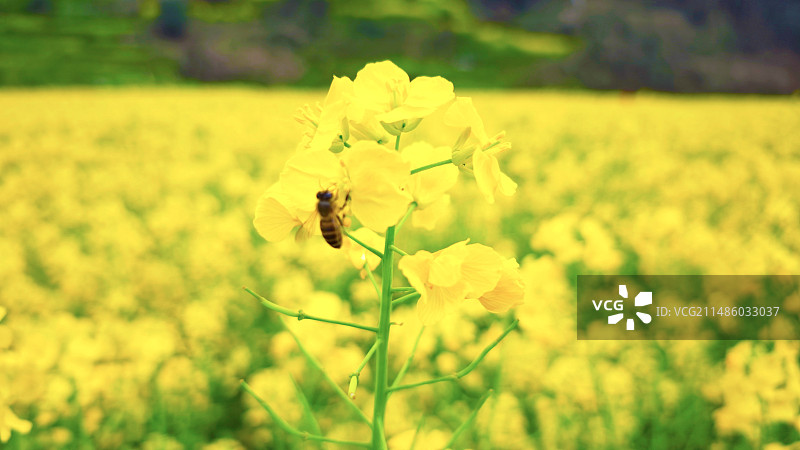 金黄的油菜花，一只蜜蜂在飞舞图片素材