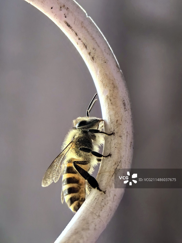 小蜜蜂图片素材