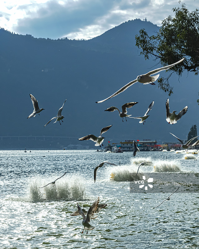 云南省昆明市滇池海埂公园：千姿百图片素材