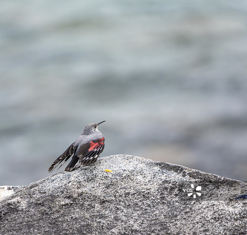 红翅旋壁雀图片素材