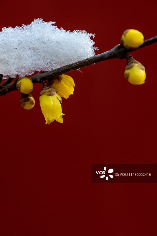 北京卧佛寺腊梅盛开图片素材