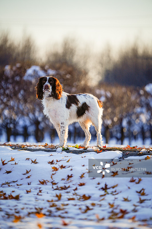 夕阳下的史宾格犬图片素材