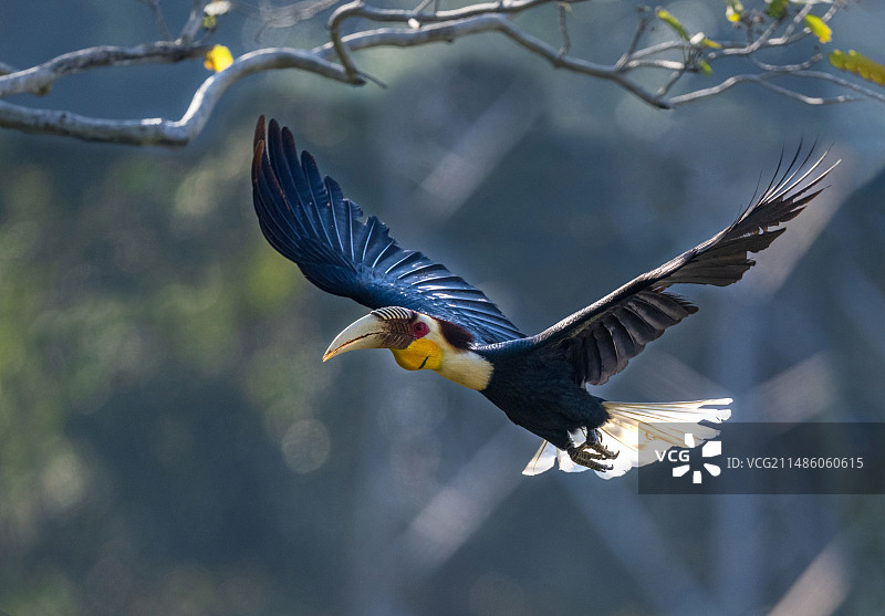 花冠皱盔犀鸟（中国 云南）图片素材