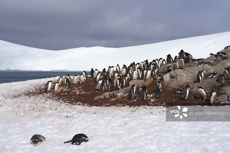 南极半岛 米克尔森港 Mikkelsen Harbour 金图企鹅栖息地图片素材