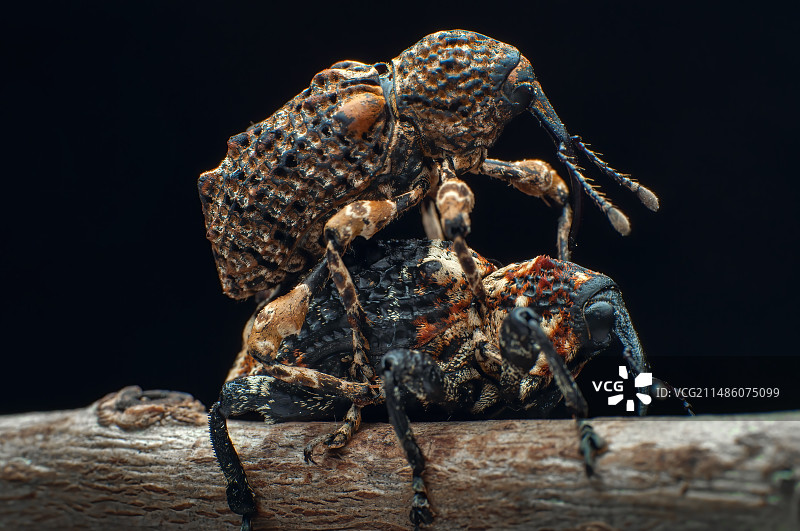 象鼻虫图片素材