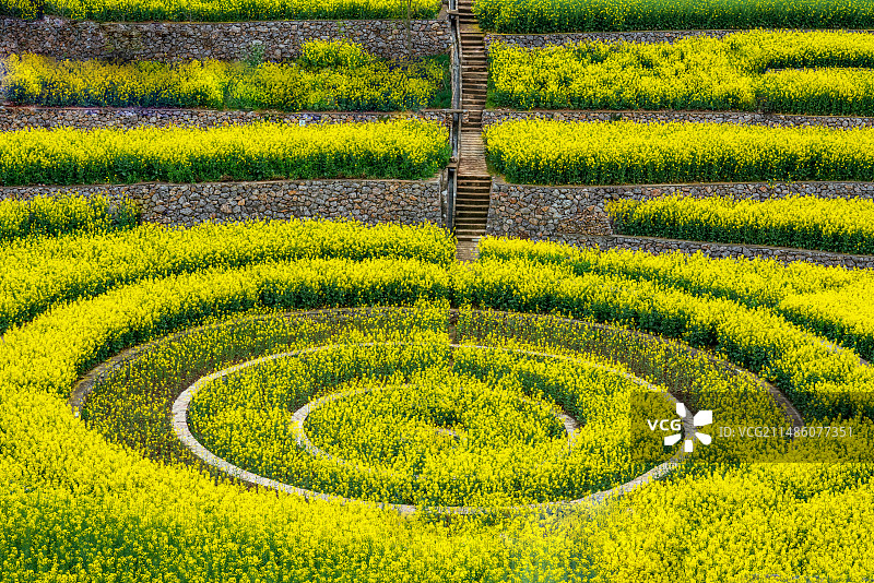 兴山农池油菜花图片素材
