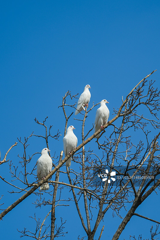 瞧这一家子图片素材