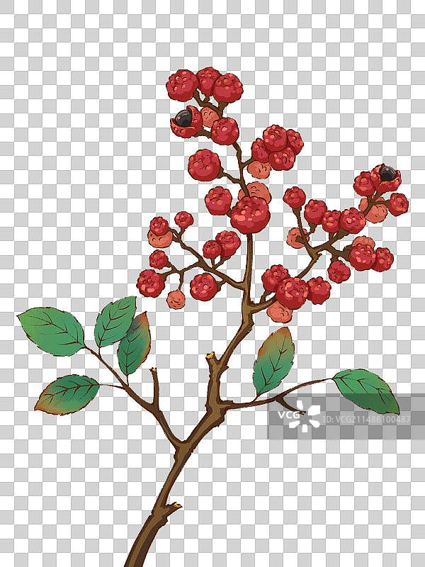 手绘调料佐料植物中药药材花椒，麻椒花椒红花椒大红袍，川渝云贵川陕麦积花椒秦安花椒。图片素材