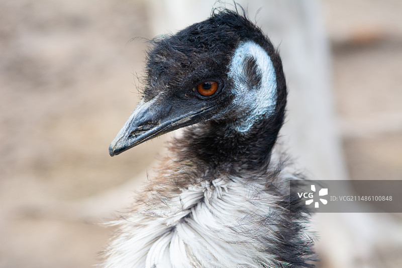 鸸鹋 临沂动物园图片素材