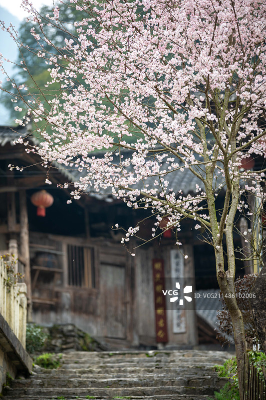 恩施古寨春天的樱花图片素材