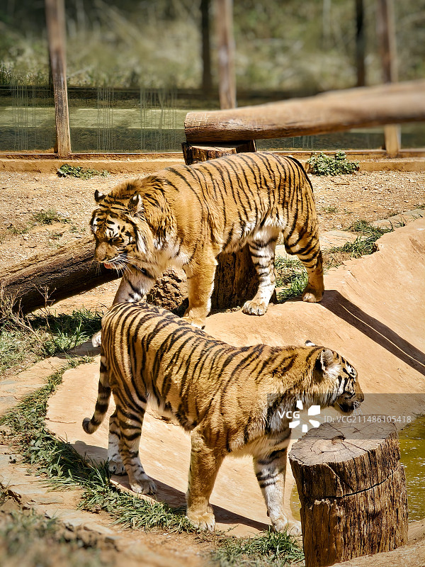 东北虎（拍摄于云南野生动物园）图片素材