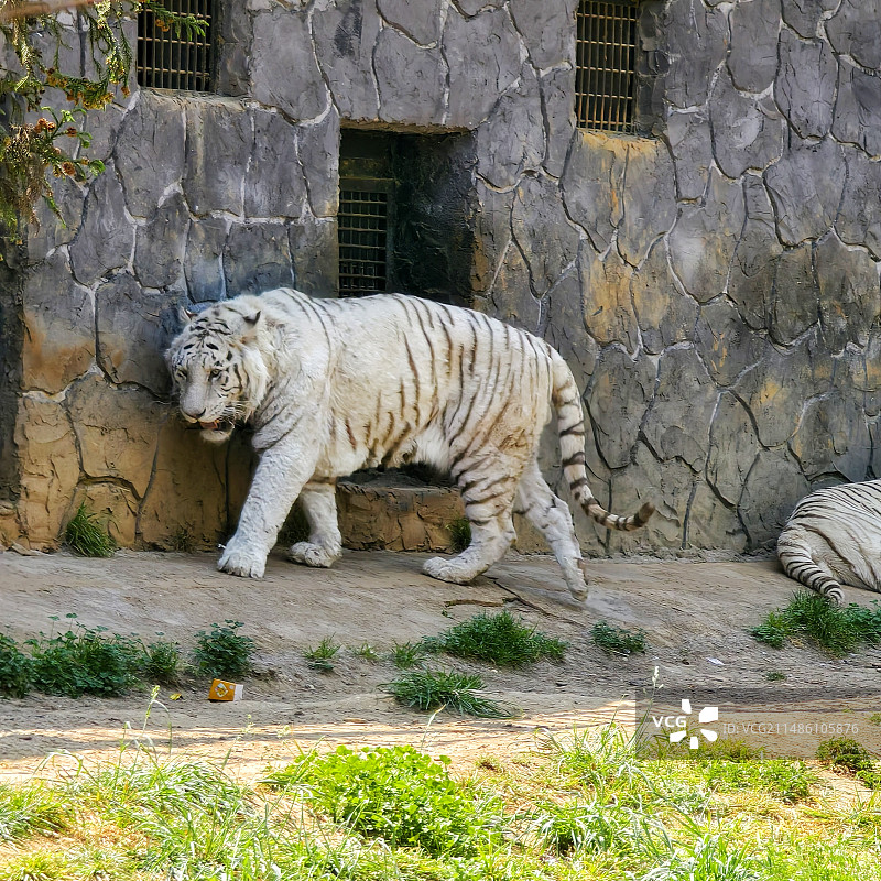 东北虎（拍摄于云南野生动物园）图片素材
