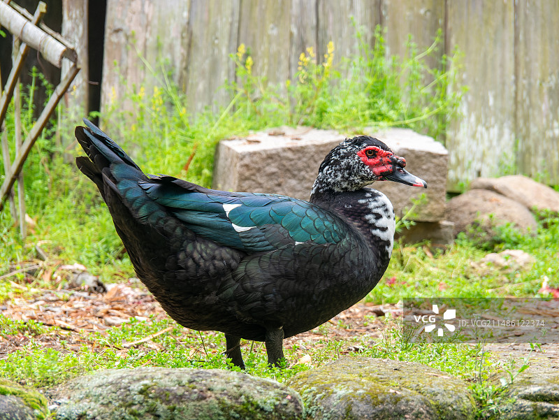 疣鼻栖鸭，又称麝香鸭、疣鼻番鸭、番鸭、洋鸭、瘤头鸭、建鸭、旱鸭，雁形目鸭科鸭亚科栖鸭属鸟类图片素材