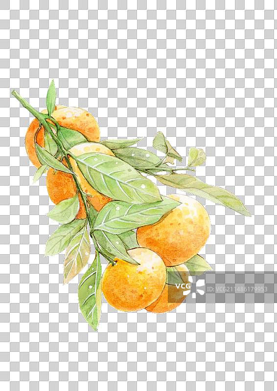 枝条橘子特写图片素材