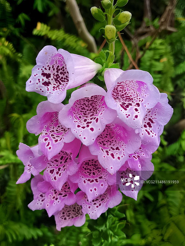 毛地黄图片素材