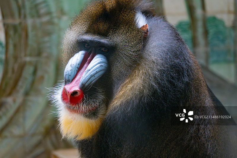 上海动物园山魈图片素材