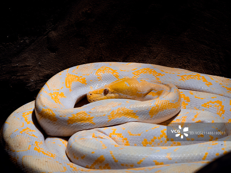 北京动物园  小熊猫  熊猫  蛇  鸟  鹦鹉  猴子犀牛图片素材