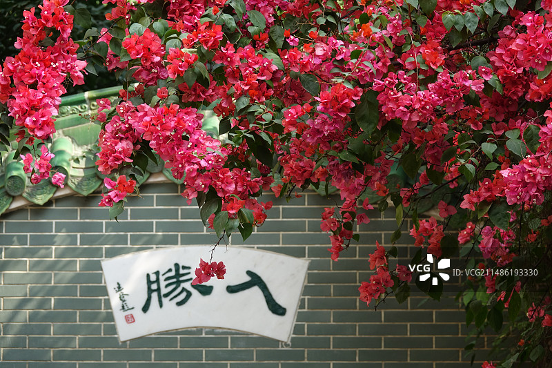 东山湖公园粉红色开花植物特写镜头图片素材