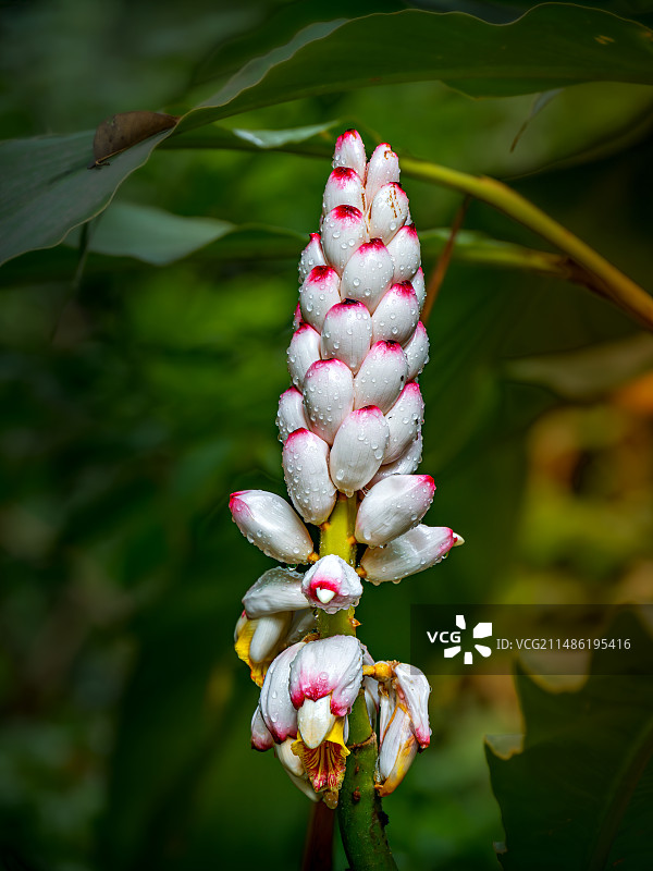 云南芒市勐焕大金塔掠影图片素材