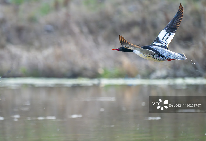 飞翔中的中华秋沙鸭图片素材