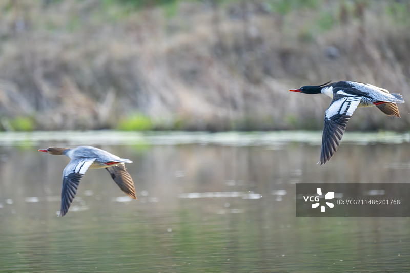 飞翔中的中华秋沙鸭图片素材