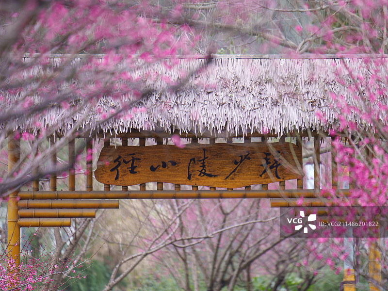 春季成都浣花溪公园梅花图片素材
