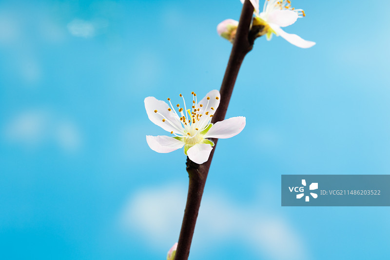 盛开的桃花图片素材