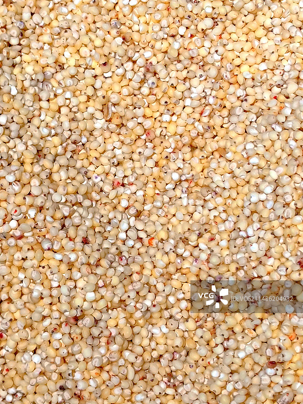 成熟的高梁米图片素材