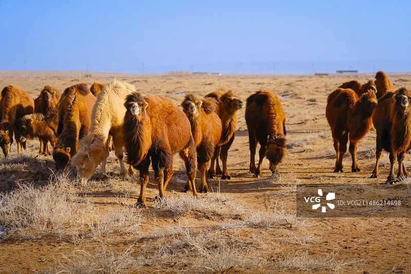 沙漠骆驼图片素材