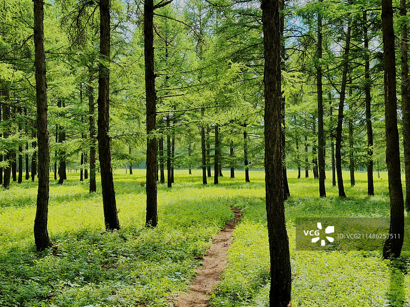 塞罕坝的林场图片素材