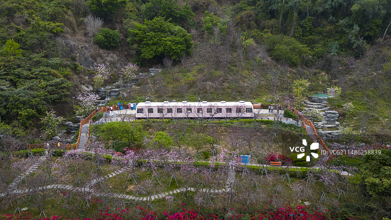 深圳市华英路景观公园樱花列车图片素材
