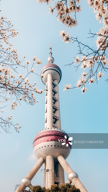 白玉兰下的东方明珠图片素材