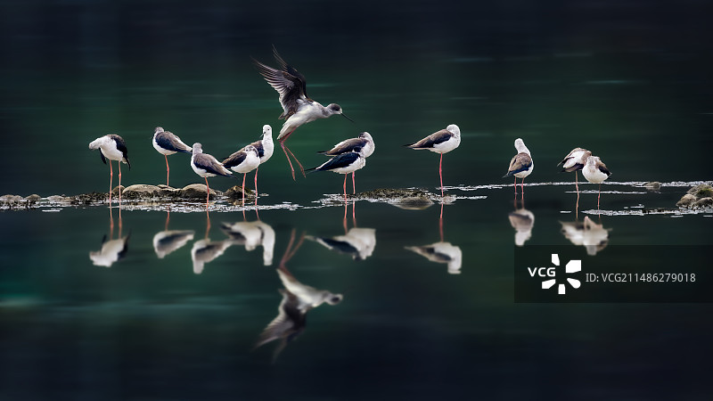 长脚鹝图片素材