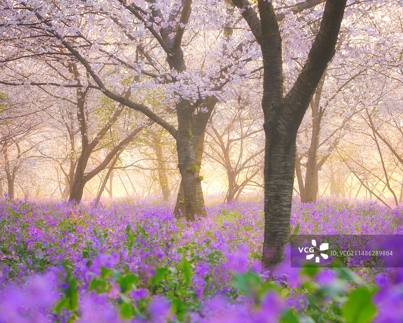 湖北省武汉市东湖樱园日出晨雾图片素材