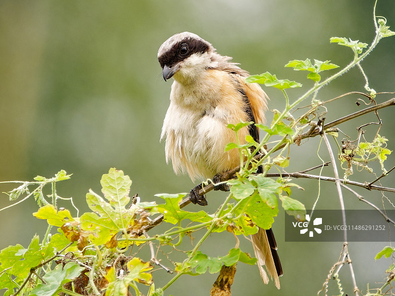 伯劳栖息在树枝上的特写镜头图片素材