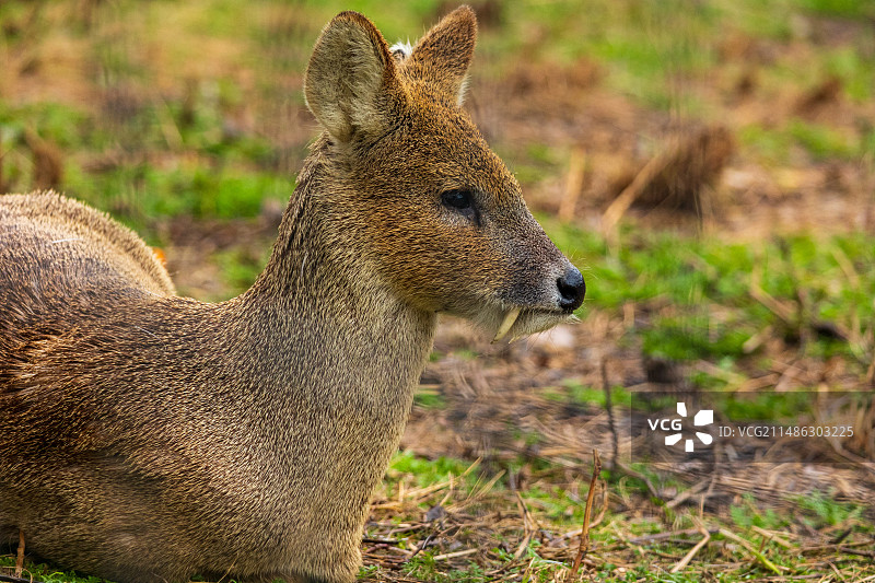 长了獠牙的小 鹿图片素材