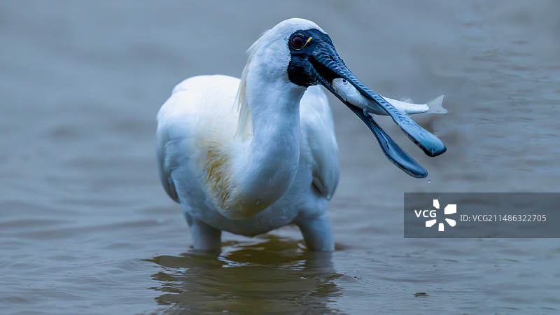 黑脸琵鹭捕鱼（春天到了，黑脸琵鹭长出美丽的繁殖羽）图片素材