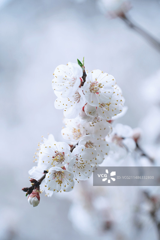 春天的杏花图片素材