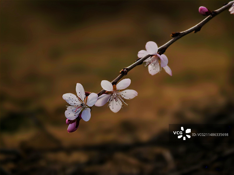 公园杏花开图片素材