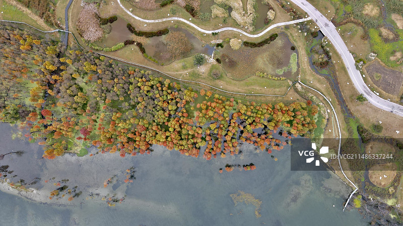 云南大理洱海 湿地公园 （无人机俯瞰）秋日 红叶图片素材