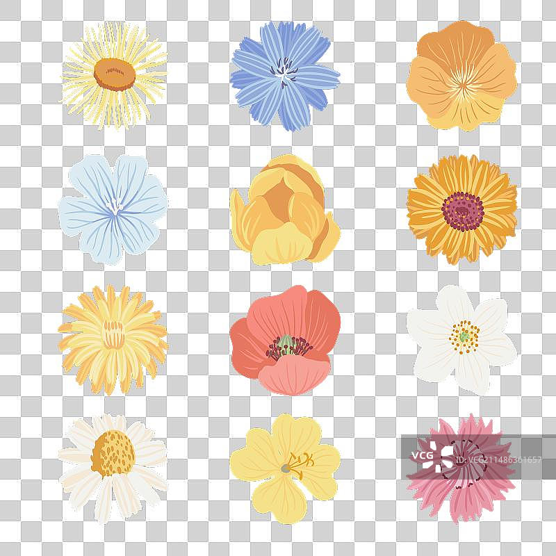 野生花卉绘画图片素材