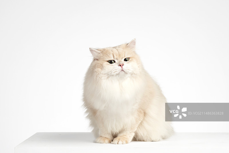 british shorthair 英国短毛猫 金渐层图片素材